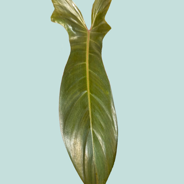 philodendron florida nz Florida Bronze - Philodendron hybrid squamiferum X pedatum