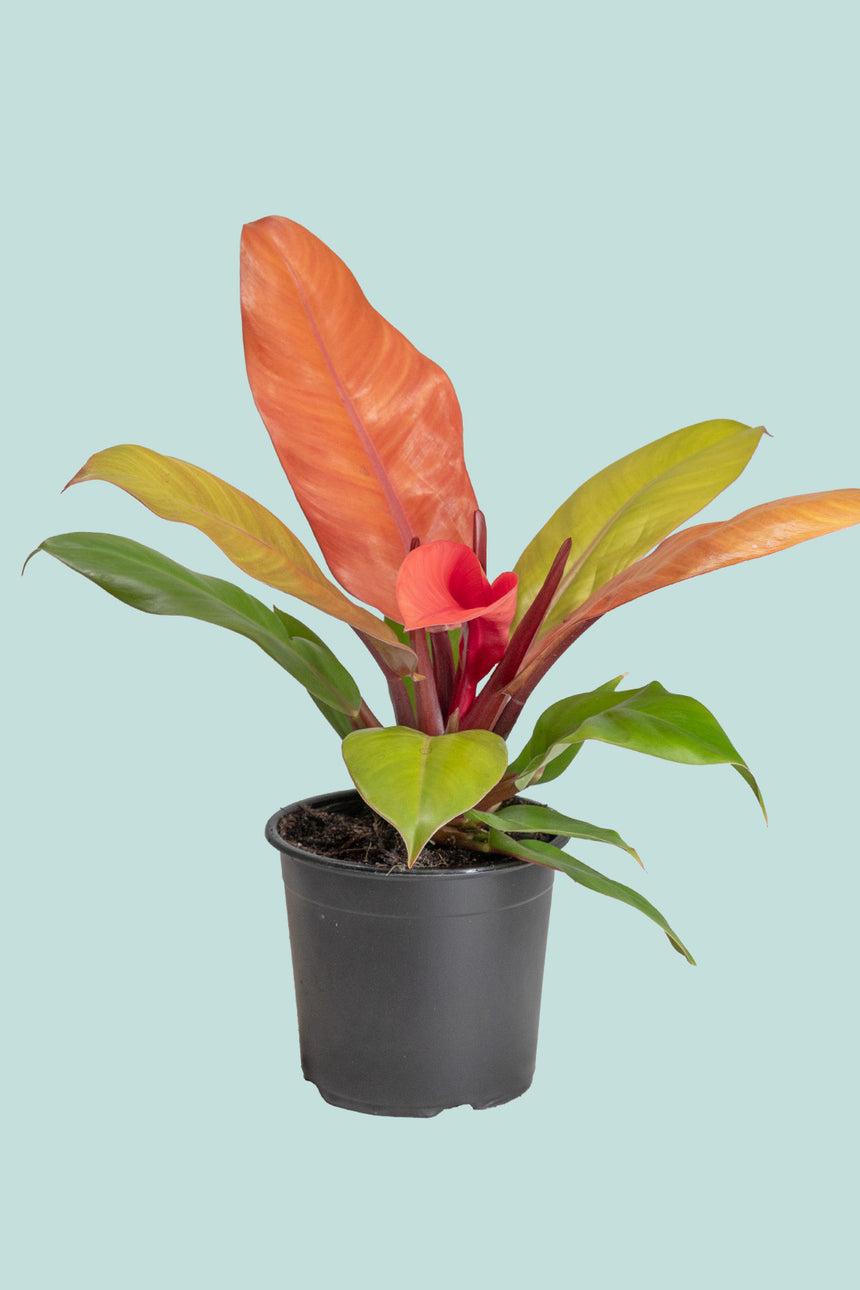 Prince of Orange - Philodendron selloum - 1L / 14cm / Small