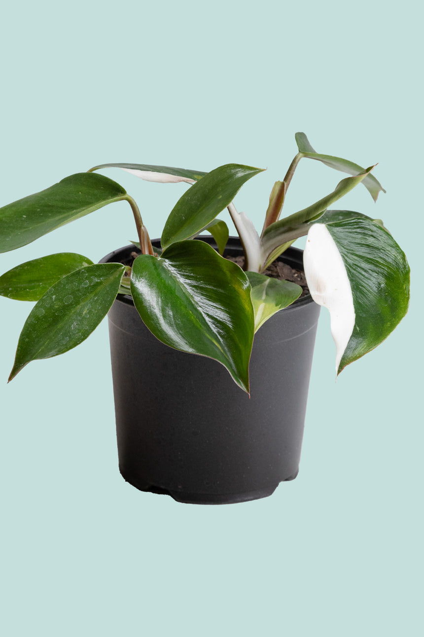 Philodendron White Knight  - 1.3L / 14cm / Small