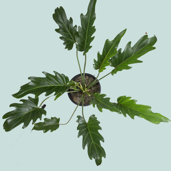 Philodendron xanadu - Indoor Plant