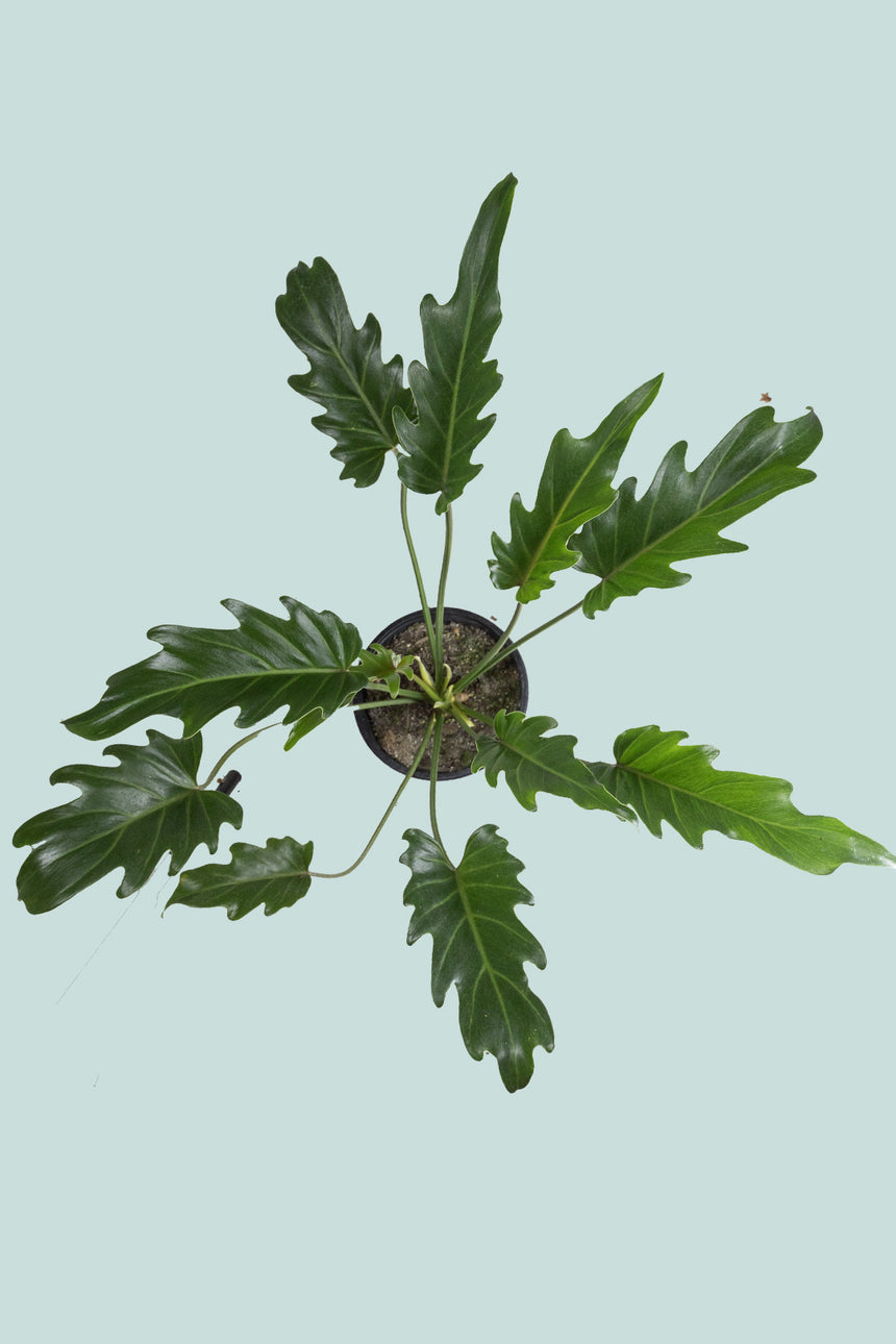 Philodendron xanadu - 2.5L / 17cm / Medium