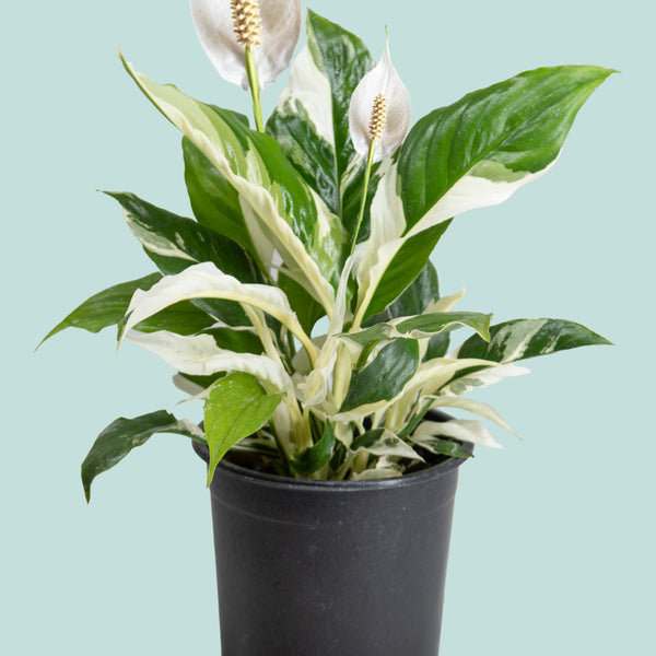 Peace Lily 'Picasso' - Spathiphyllum walisii