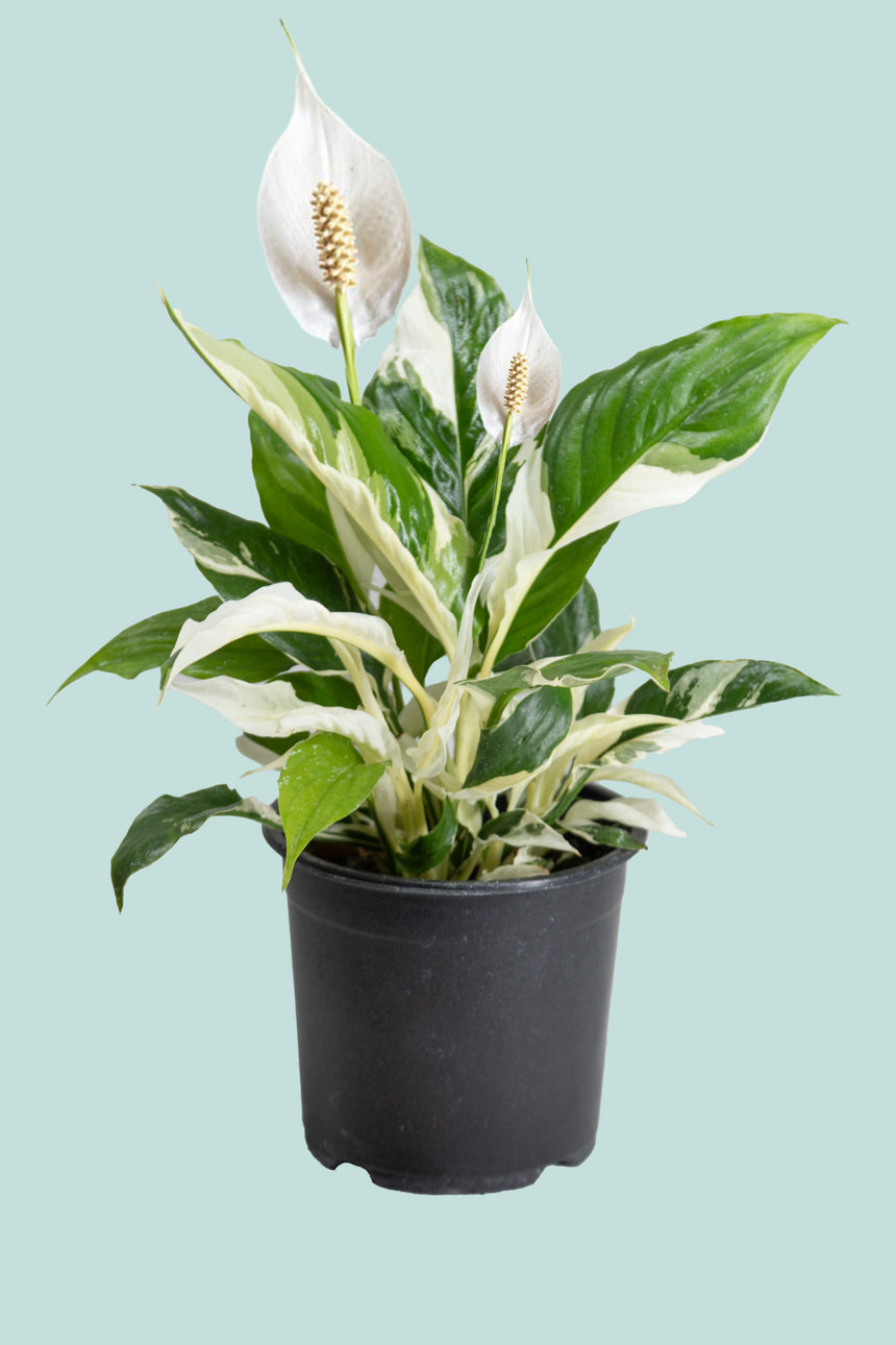 Peace Lily 'Picasso' - Spathiphyllum walisii - 1.3L / 14cm / Small