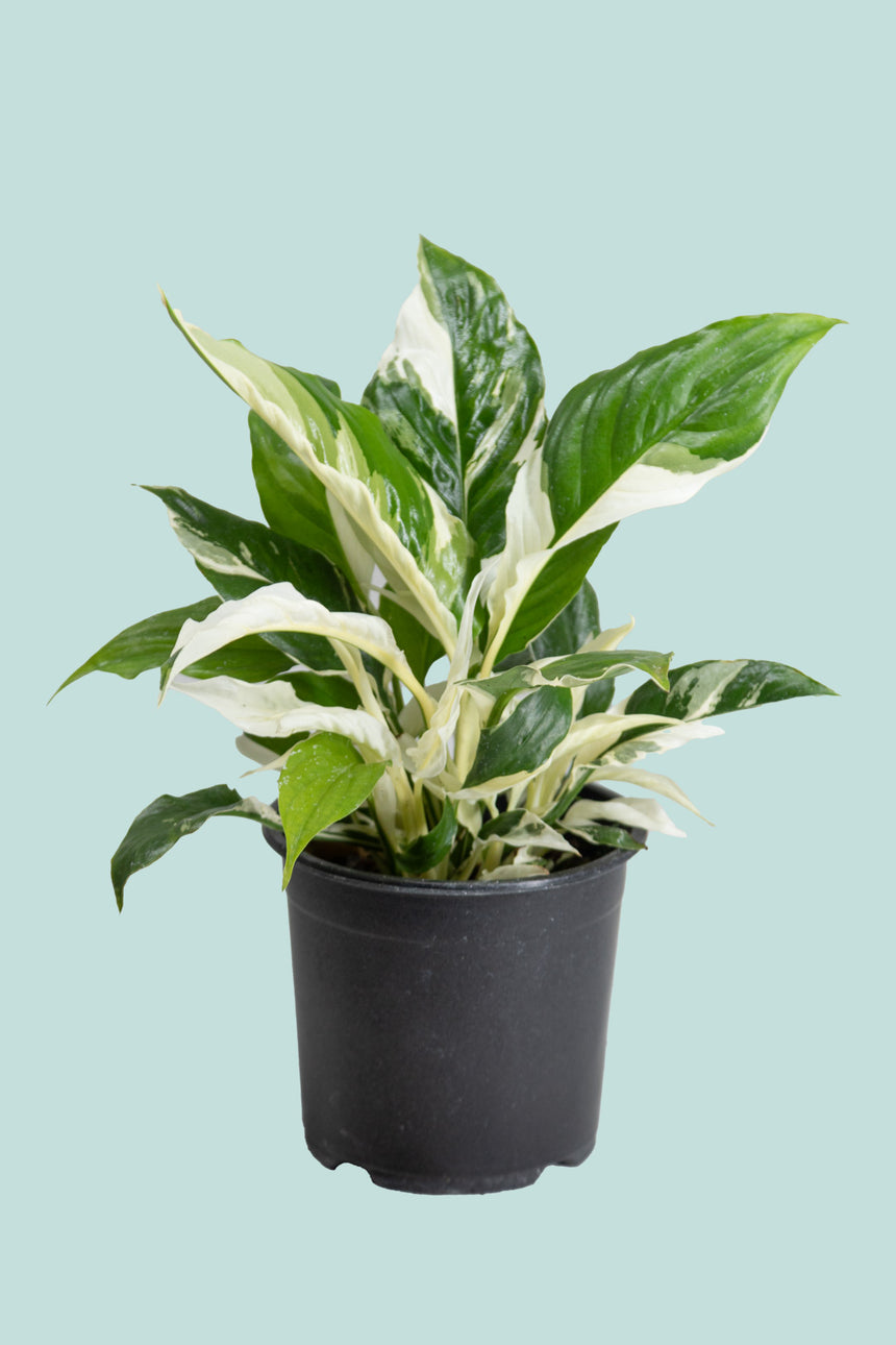 Peace Lily 'Picasso' - Spathiphyllum walisii - 1.3L / 14cm / Small