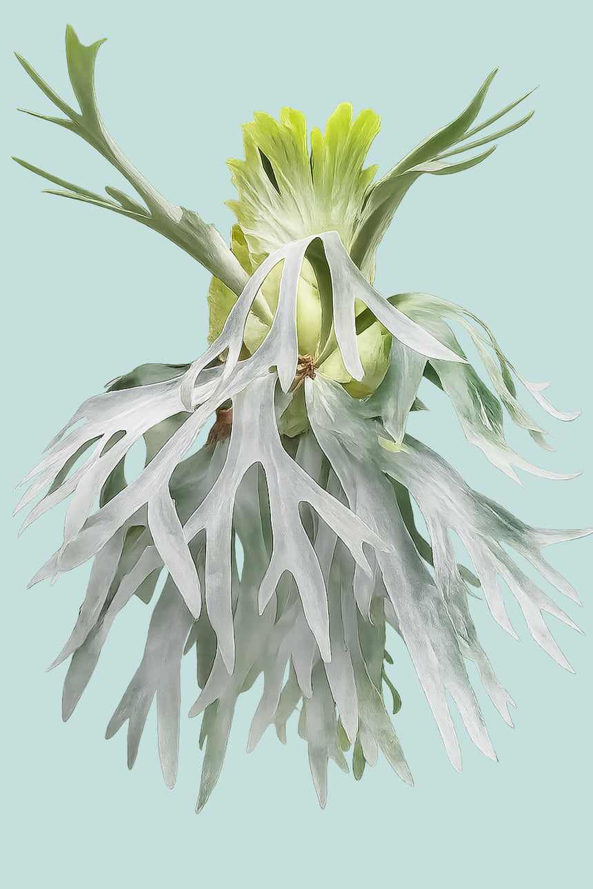 'Pegasus' Staghorn Fern - Platycerium - 1L / 14cm / Small