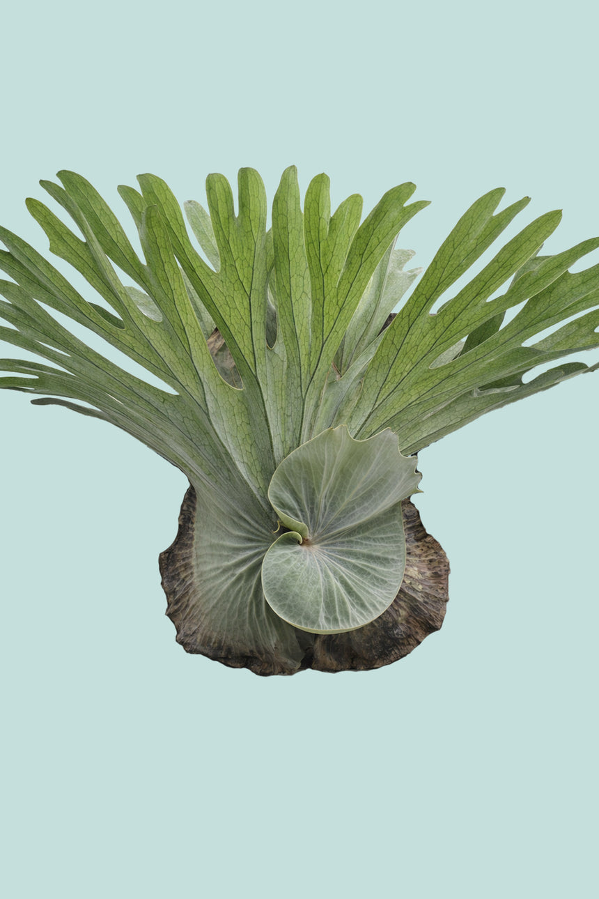 Staghorn Fern - Platycerium superbum - 1L / 14cm / Small