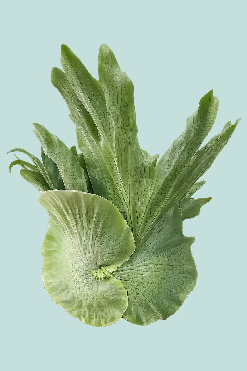 Dwarf Platycerium wandae - Staghorn Fern - 1L / 14cm / Small
