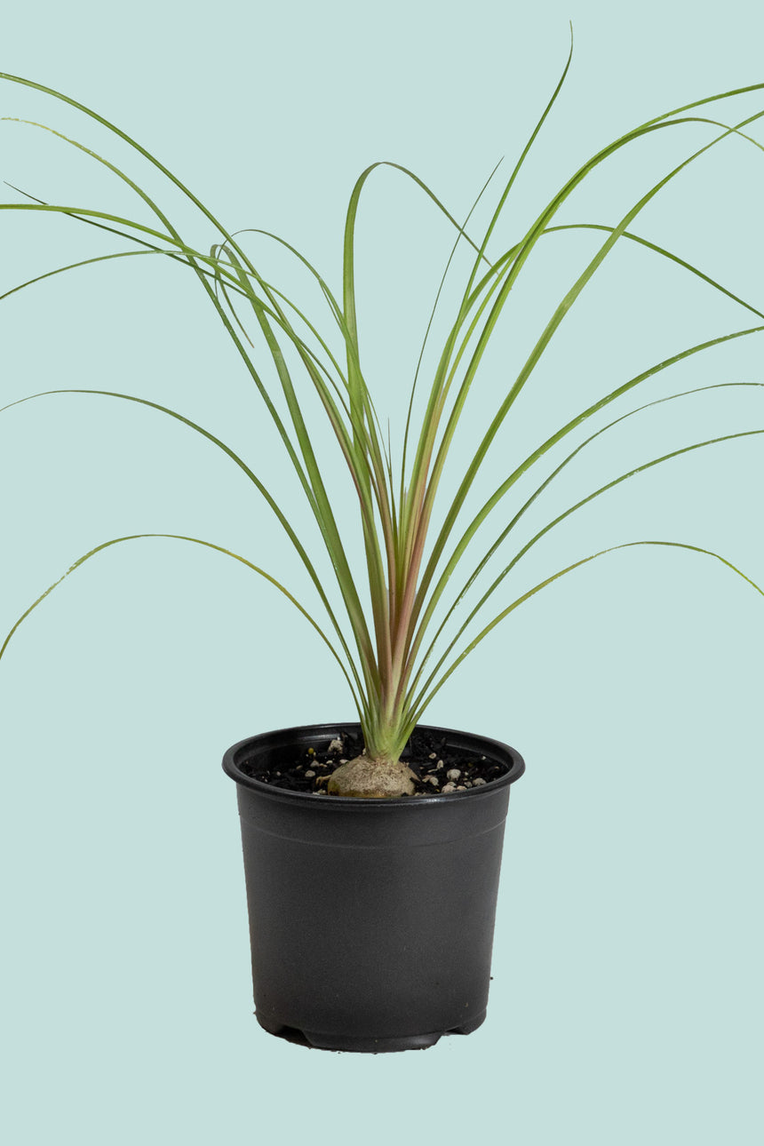 Ponytail Palm - Beaucarnea recurvata - 1L / 14cm / Small