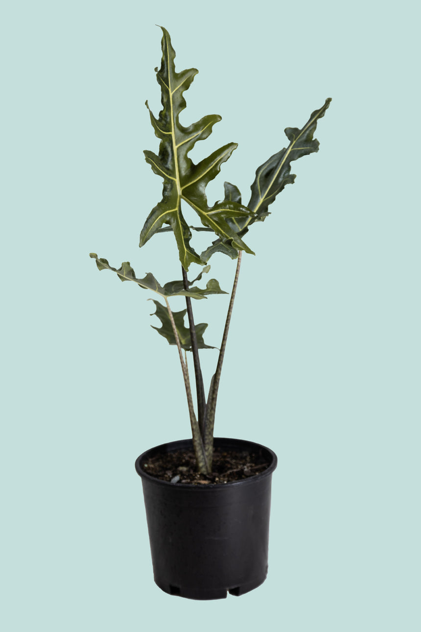 Green Variegated Alocasia Portei  - 2.5L / 17cm / Medium
