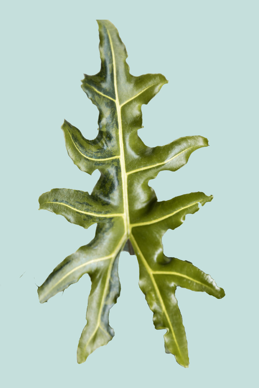 Green Variegated Alocasia Portei  - 2.5L / 17cm / Medium