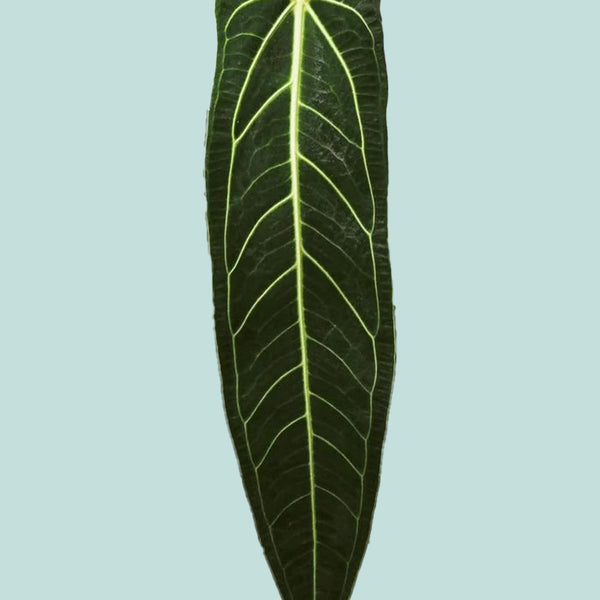 Queen Anthurium 'Dark Form' - Anthurium warocqueanum - 1L / 14cm