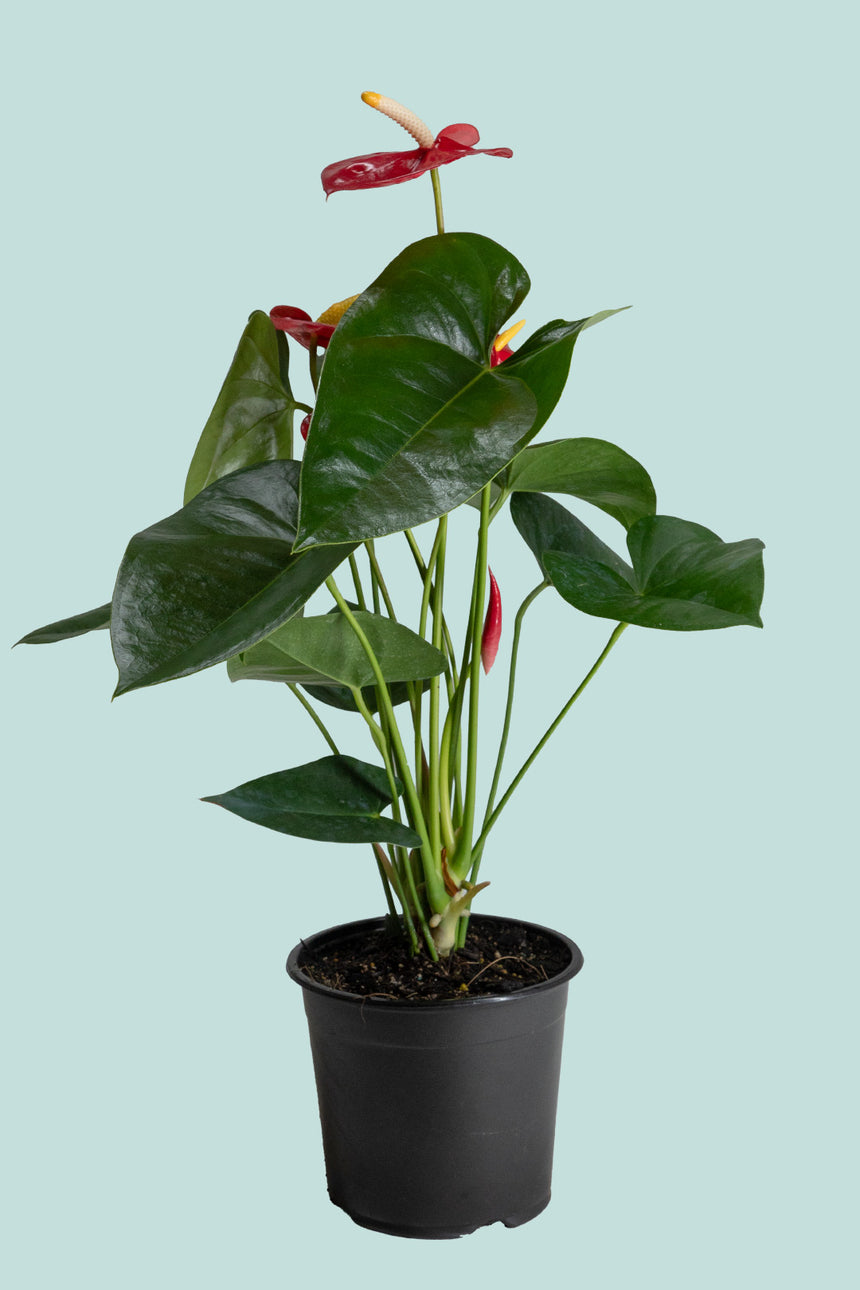 Anthurium Red - 1.3L / 14cm / Small