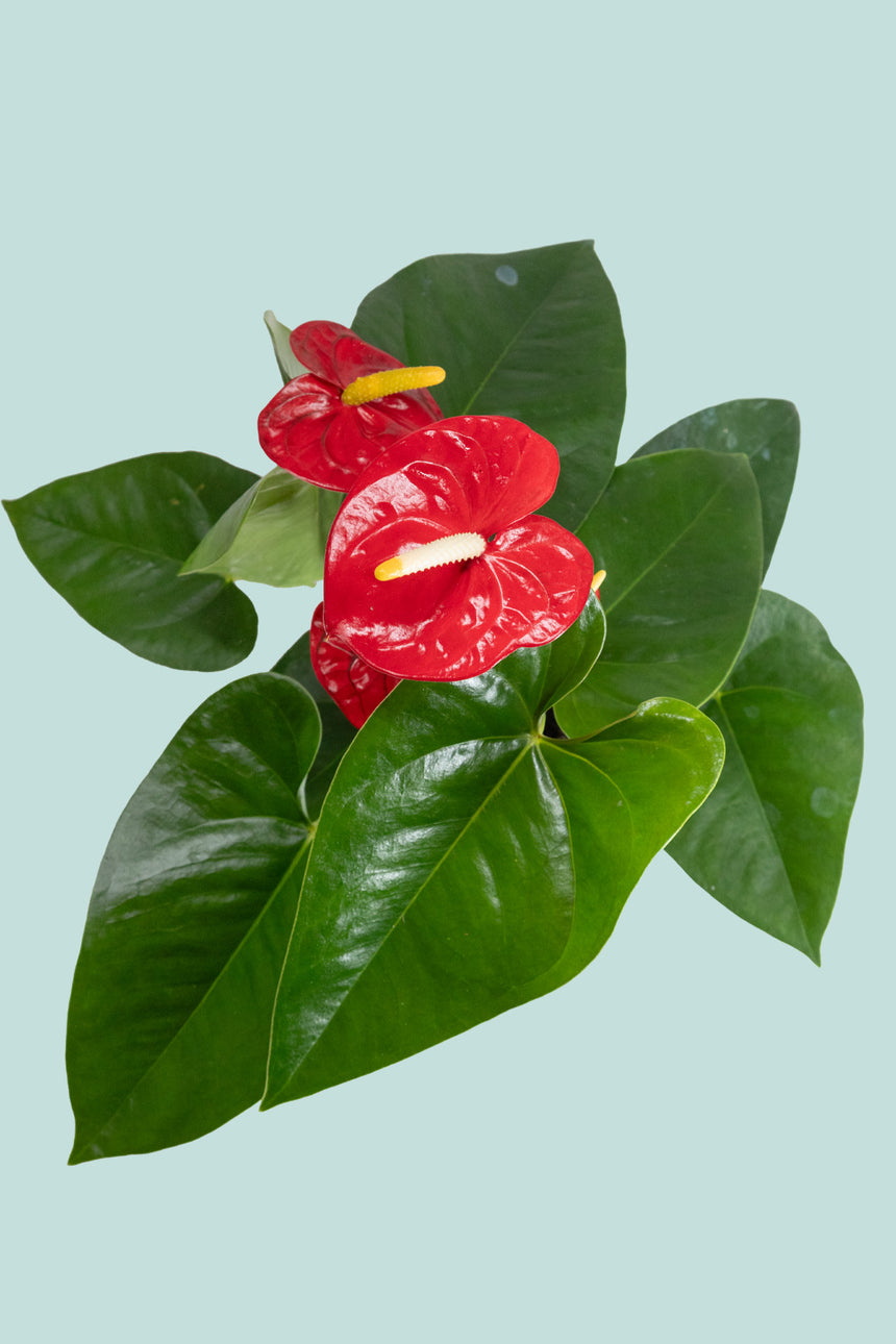 Anthurium Red - 1.3L / 14cm / Small