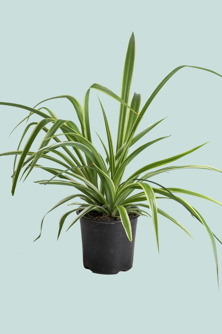 'Reverse' Spider Plant - Chlorophytum comosum - 1L / 14cm / Small