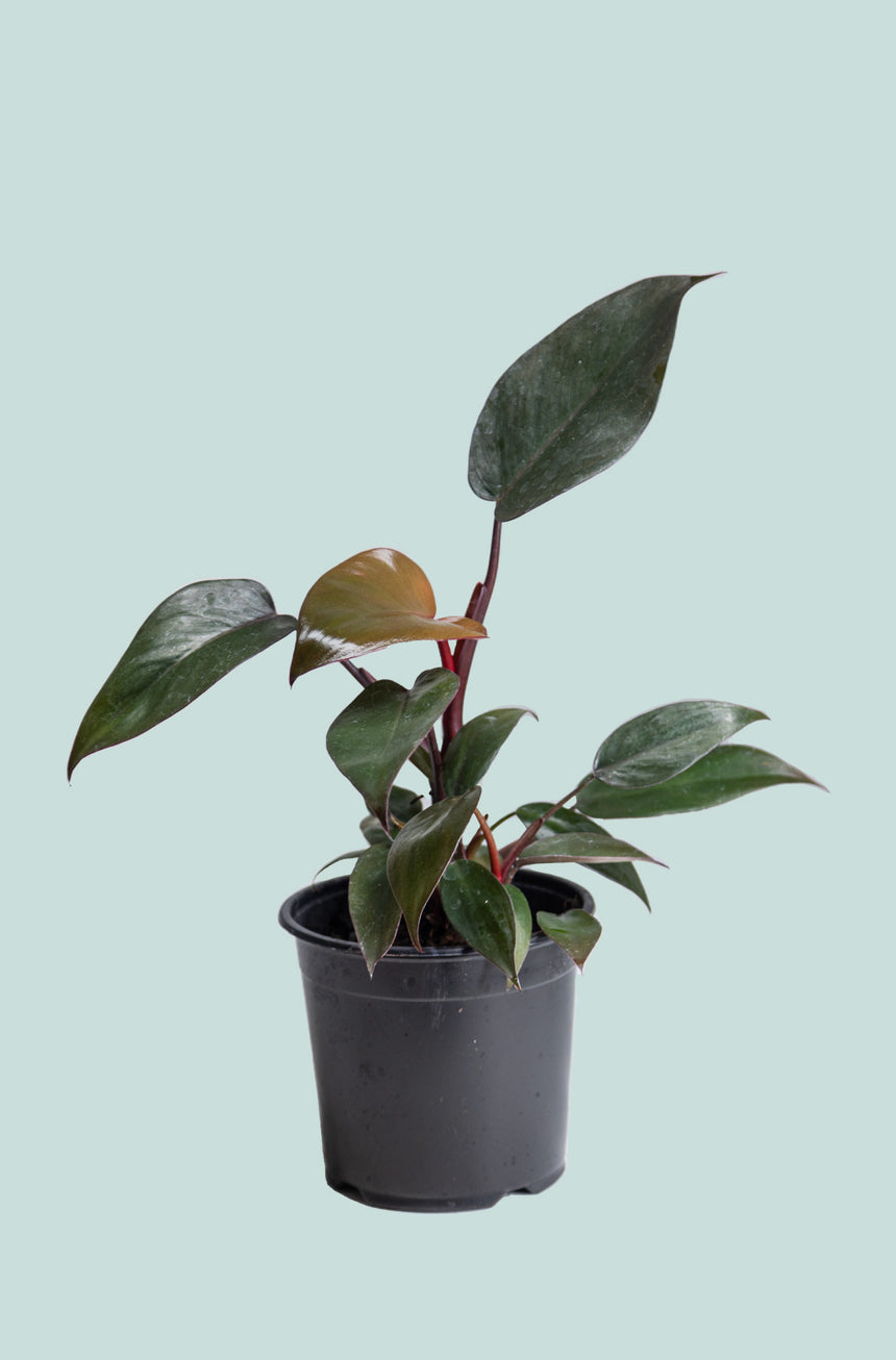 Philodendron Royal Queen - Philodendron erubescens - 1.3L / 14cm / Small