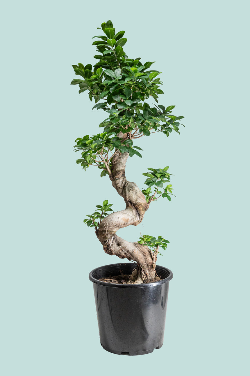 S Bend - Ficus microcarpa - 10L / 25cm / Large