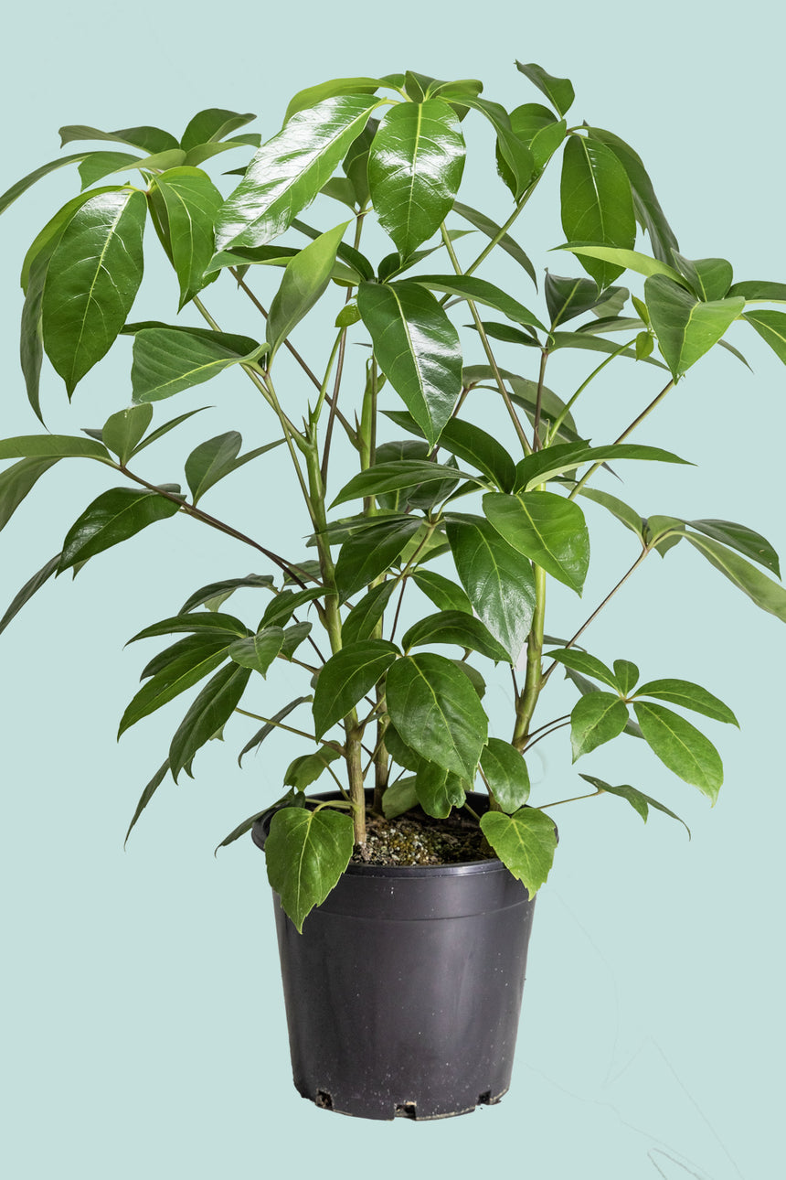 Umbrella Tree (Triple) - Schefflera actinophylla 'Amate' - 10L / 25cm / Large