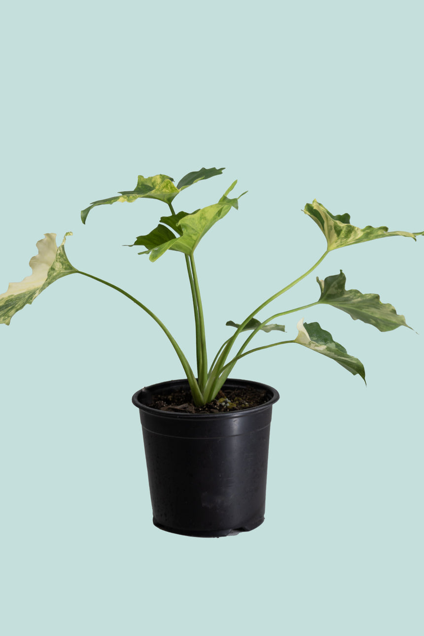 variegated philodendron selloum Gold Variegated Philodendron selloum - Split leaf