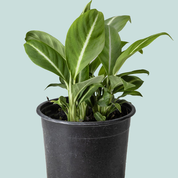 silver peace lily Peace Lily 'Silver Streak' - Spathiphyllum floribundum