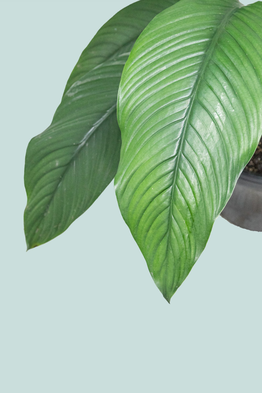 peace lily giant leaves Giant Peace lily - Sensation - Spathiphyllum