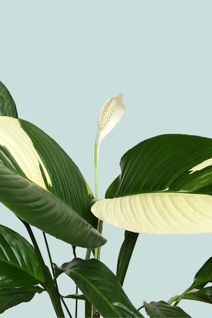Peace Lily 'Picasso' - Spathiphyllum walisii - 1.3L / 14cm / Small