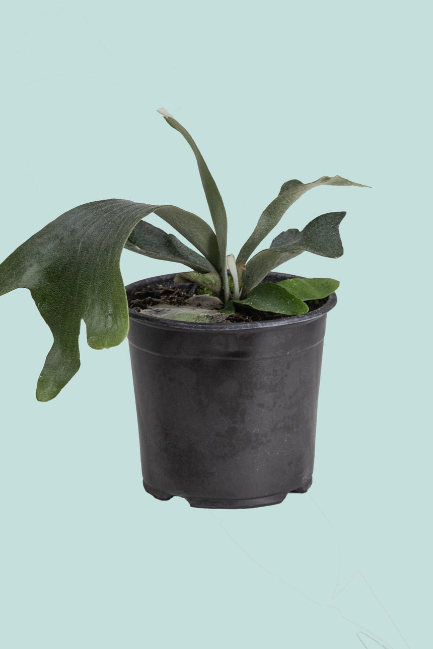 'White' Staghorn Fern - Platycerium bifurcatum - 1L / 14cm / Small