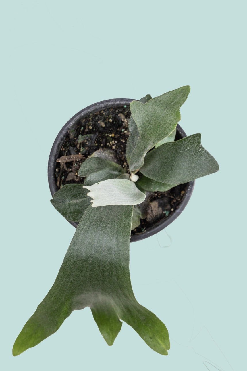 'White' Staghorn Fern - Platycerium bifurcatum - 1L / 14cm / Small
