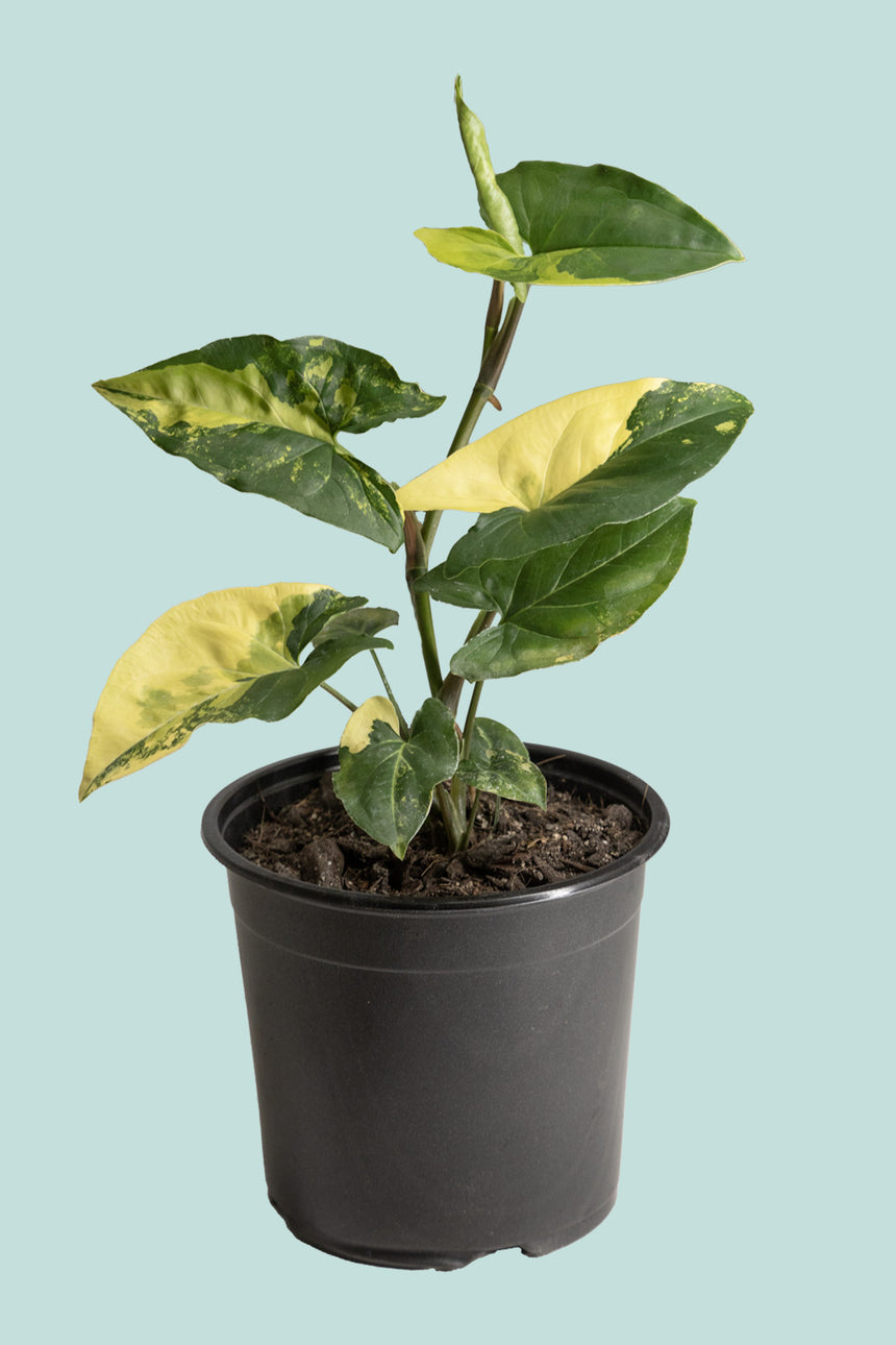 Syngonium podophyllum 'Aurea Variegatum' - 1L / 14cm / Small