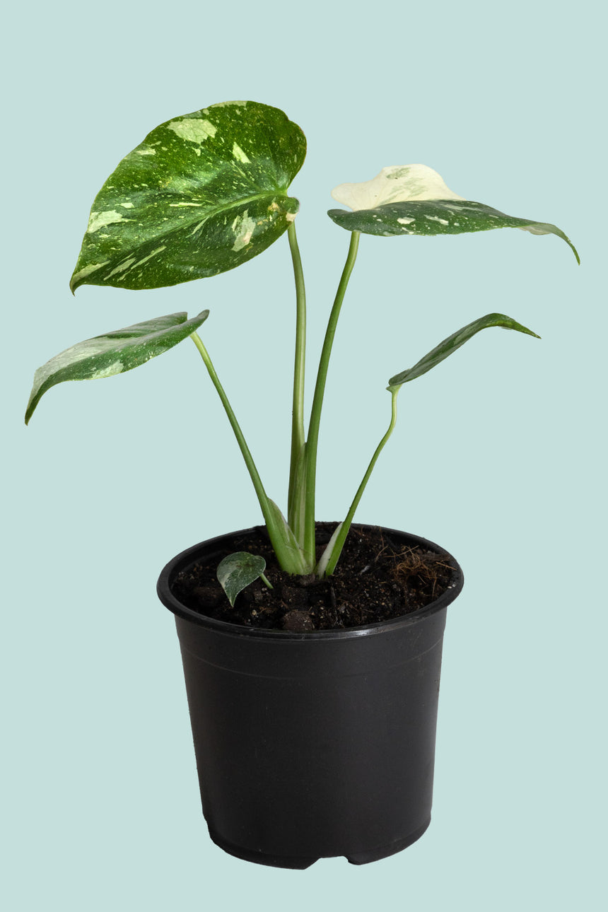 Variegated Monstera deliciosa 'Thai Constellation' - 1.3L / 14cm / Small