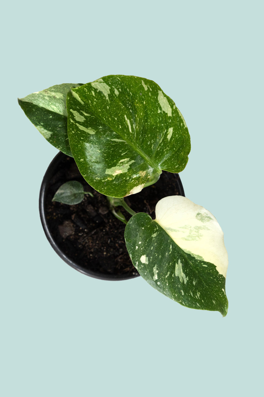 monstera plant nz Variegated Monstera deliciosa - Indoor Plants