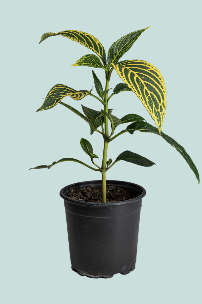 Tiger Plant - Sanchezia speciosa - 2.5L / 17cm / Medium