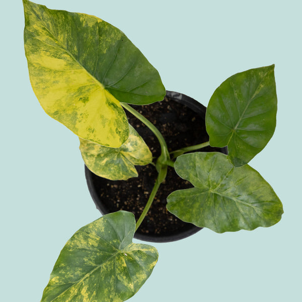 elephant ears plant nz Variegated Elephant Ear