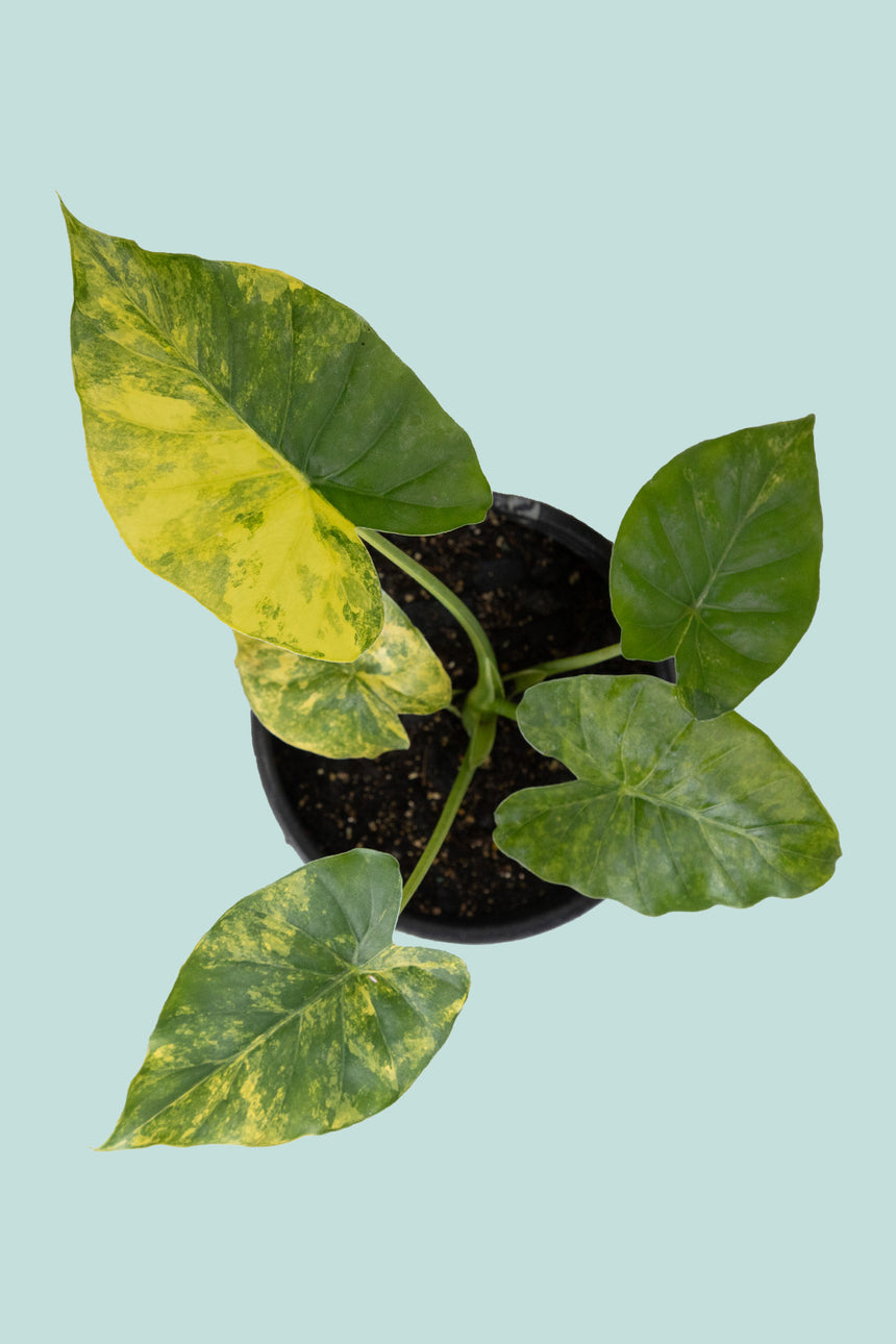 Variegated Elephant Ear - Alocasia gagaena- 1.3L / 14cm / Small