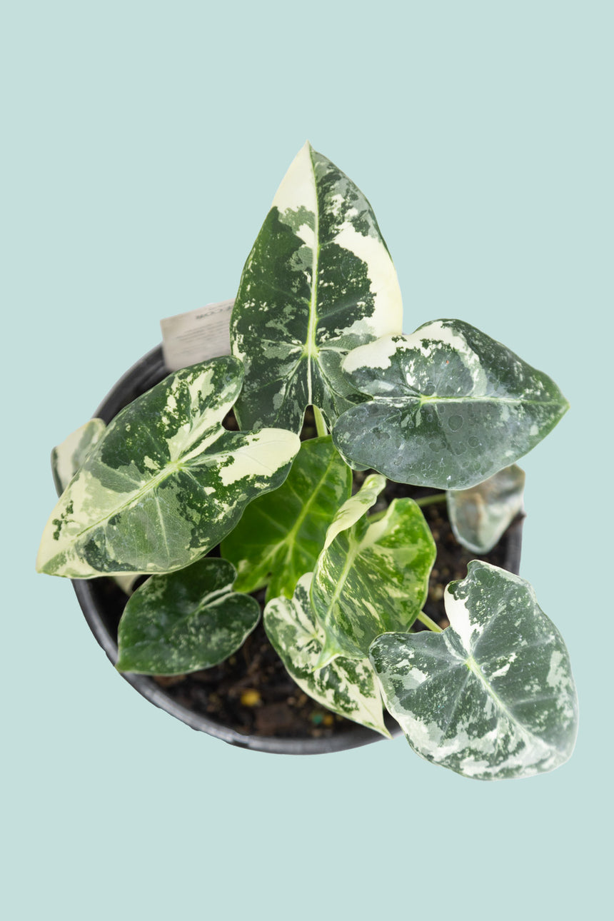 Variegated Alocasia Frydek - 14cm / 1L / Small Plant