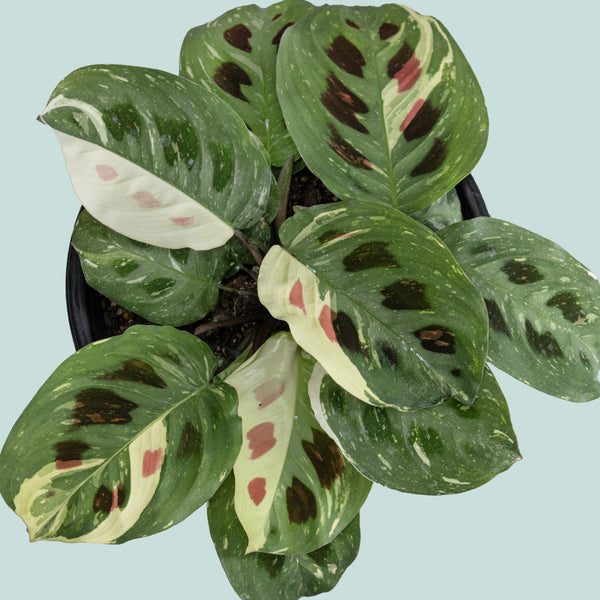 variegated prayer plant Variegated Prayer Plant - Maranta leuconeura