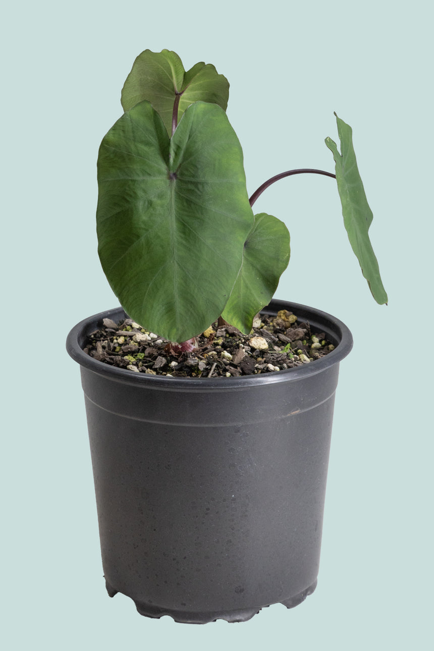 Colocasia esculenta 'White Lava' 2.5l / 17cm / Medium Plant