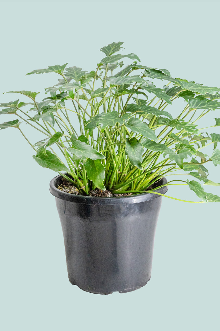 philodendron xanadu indoor care Philodendron xanadu - Indoor Plant