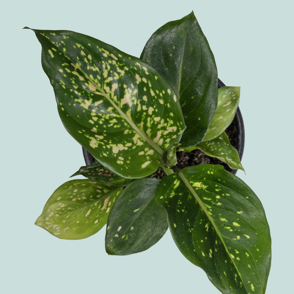 sill aglaonema wishes Wishes - Aglaonema Indoor Plant
