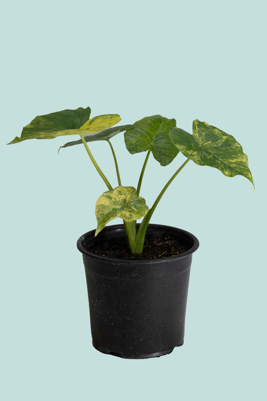 Variegated Elephant Ear - Alocasia gagaena- 1.3L / 14cm / Small