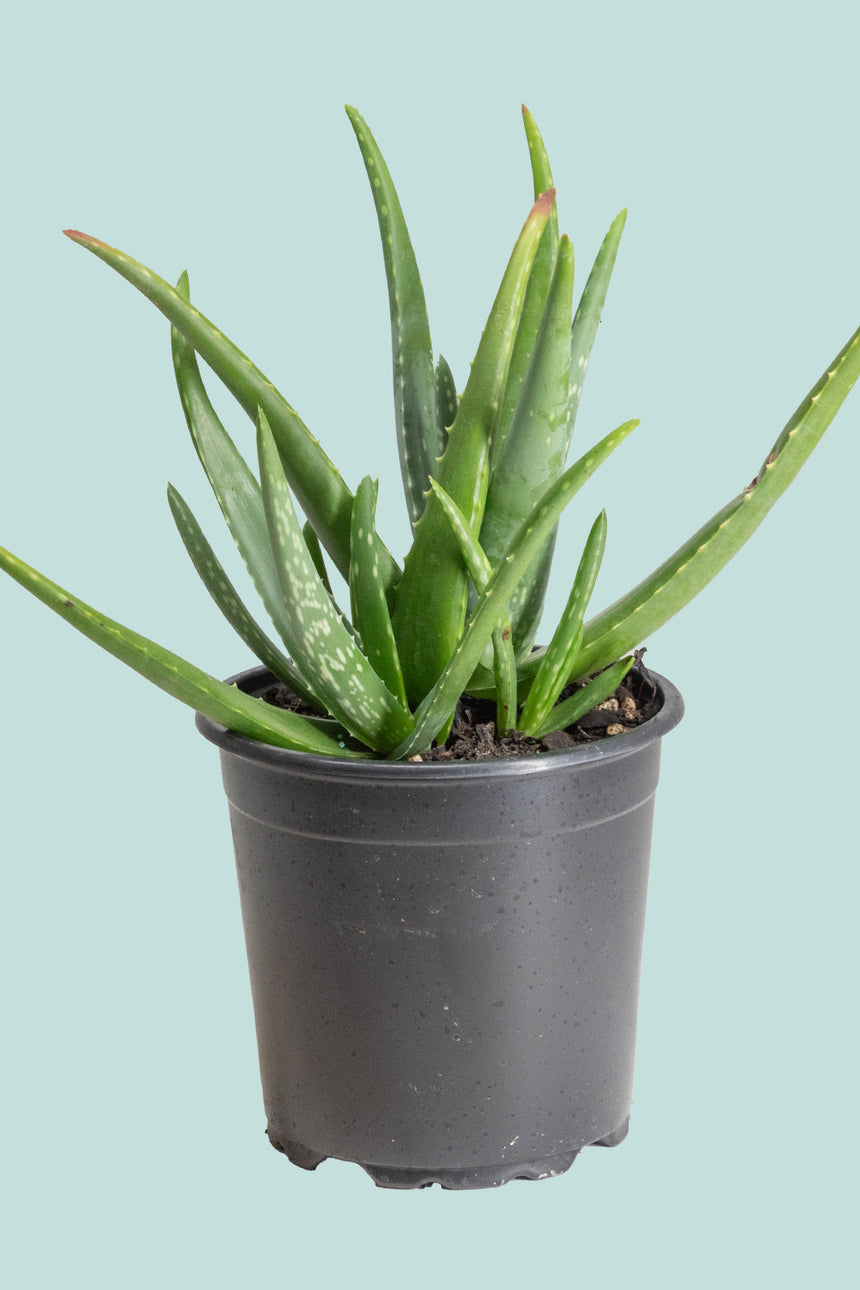 Aloe Vera  - 2.5L / 17cm / Medium