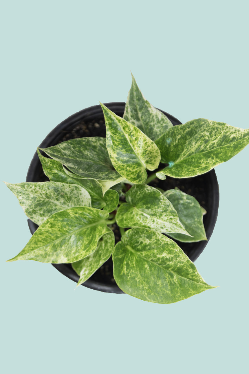 Variegated Anthurium hookeri - 1L / 14cm / Small