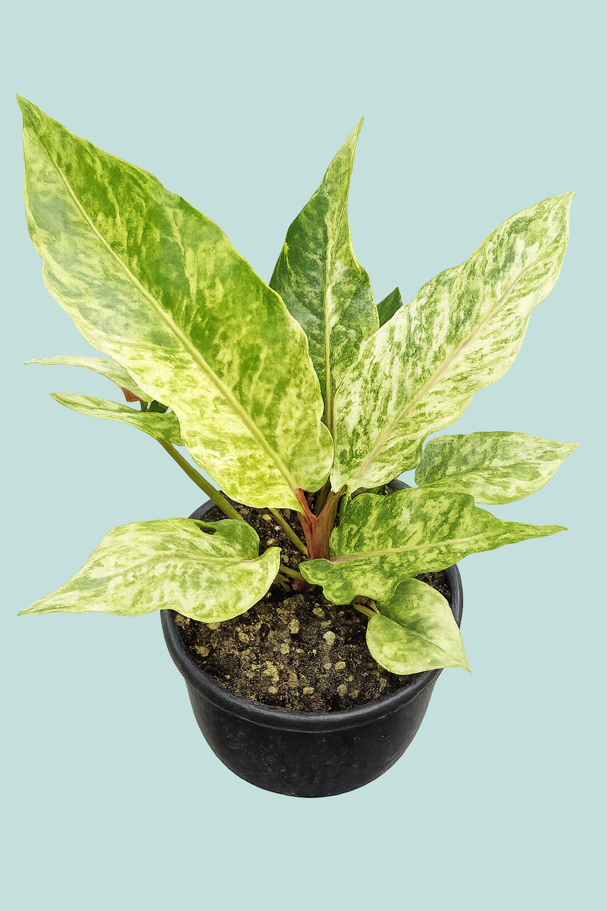 Variegated Anthurium hookeri - 1L / 14cm / Small