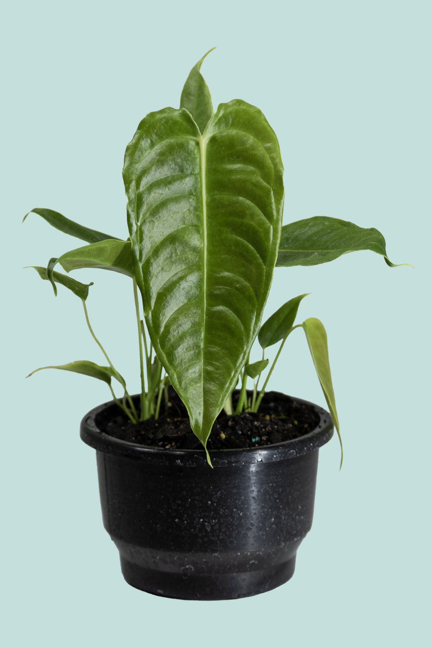 King Anthurium - Anthurium veitchii - 1L / 14cm / Small