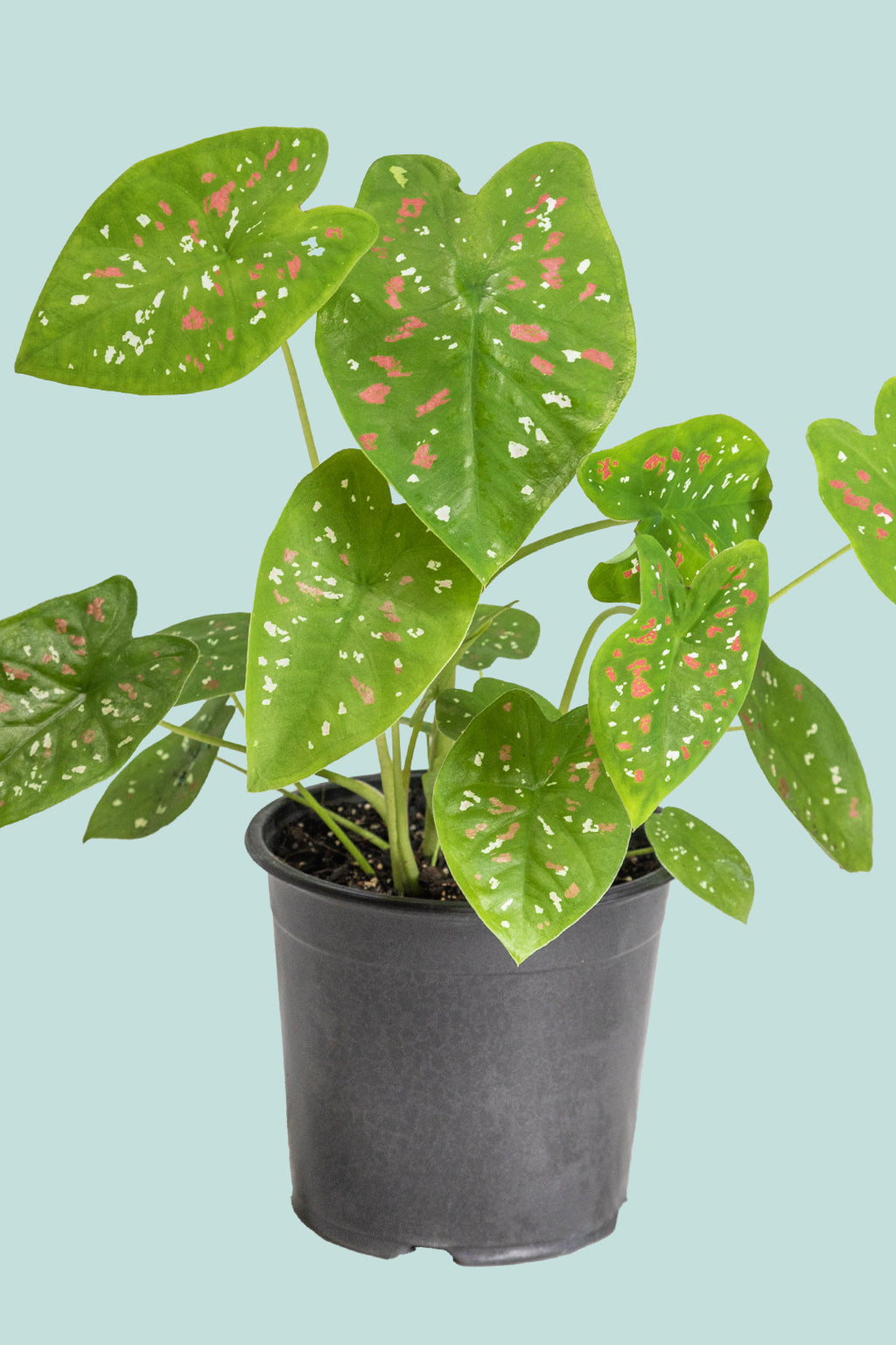 Caladium 'wightii' - 14cm / 1L / Small Plant – PlantHouse