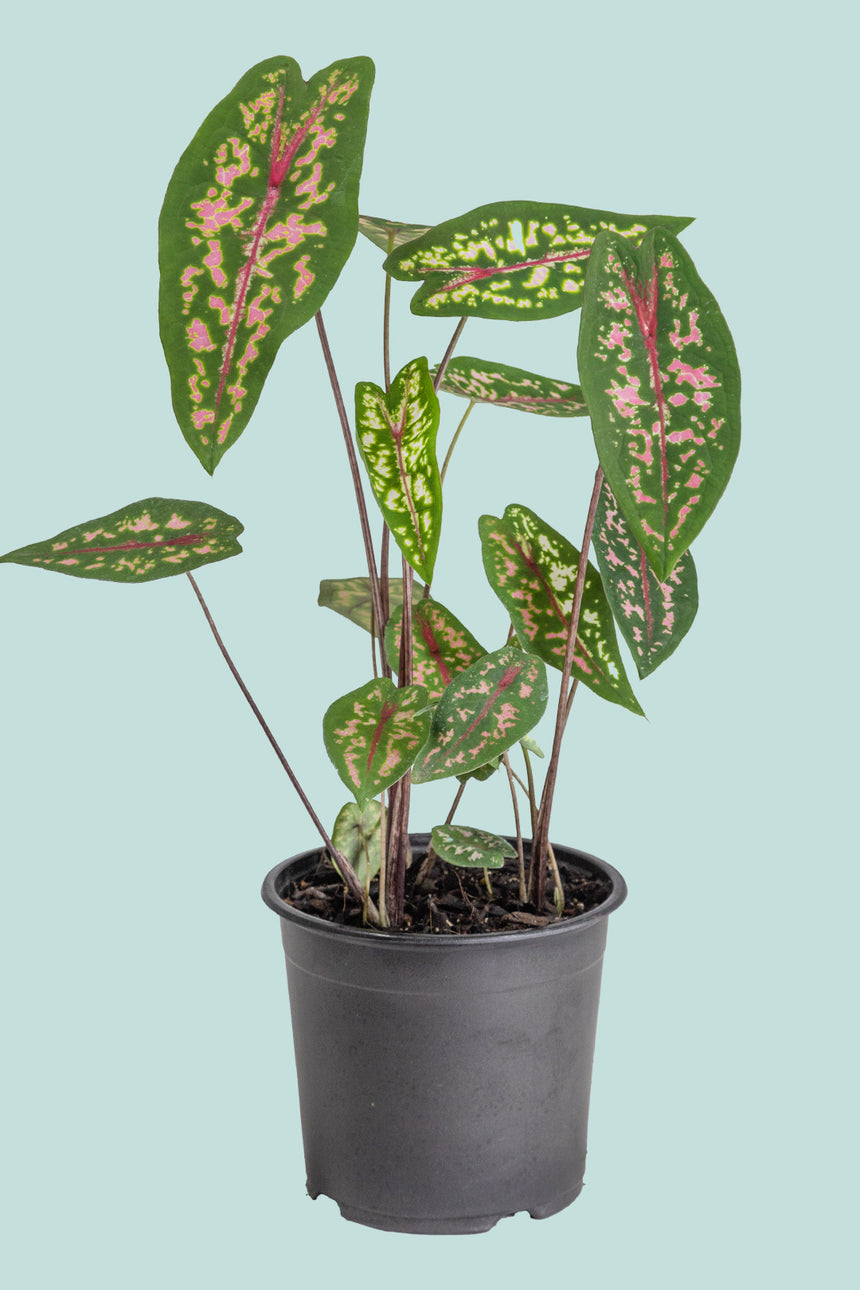 Caladium Small Caladium bicolor x picturatum hybrid - 14cm / 1L / Small Plant – PlantHouse