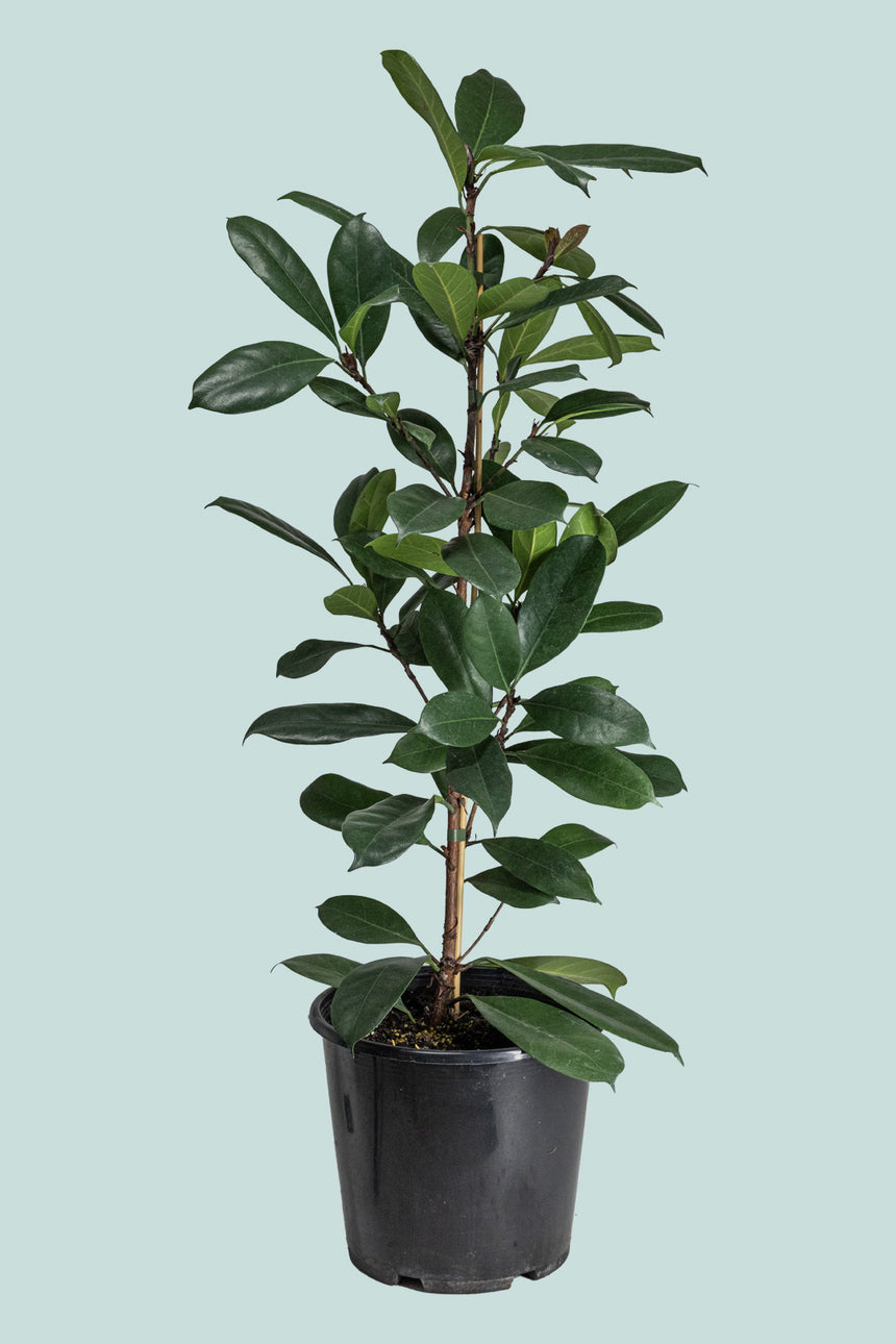 Ficus cyathstipula - African Fig - 10L / 25cm / Large