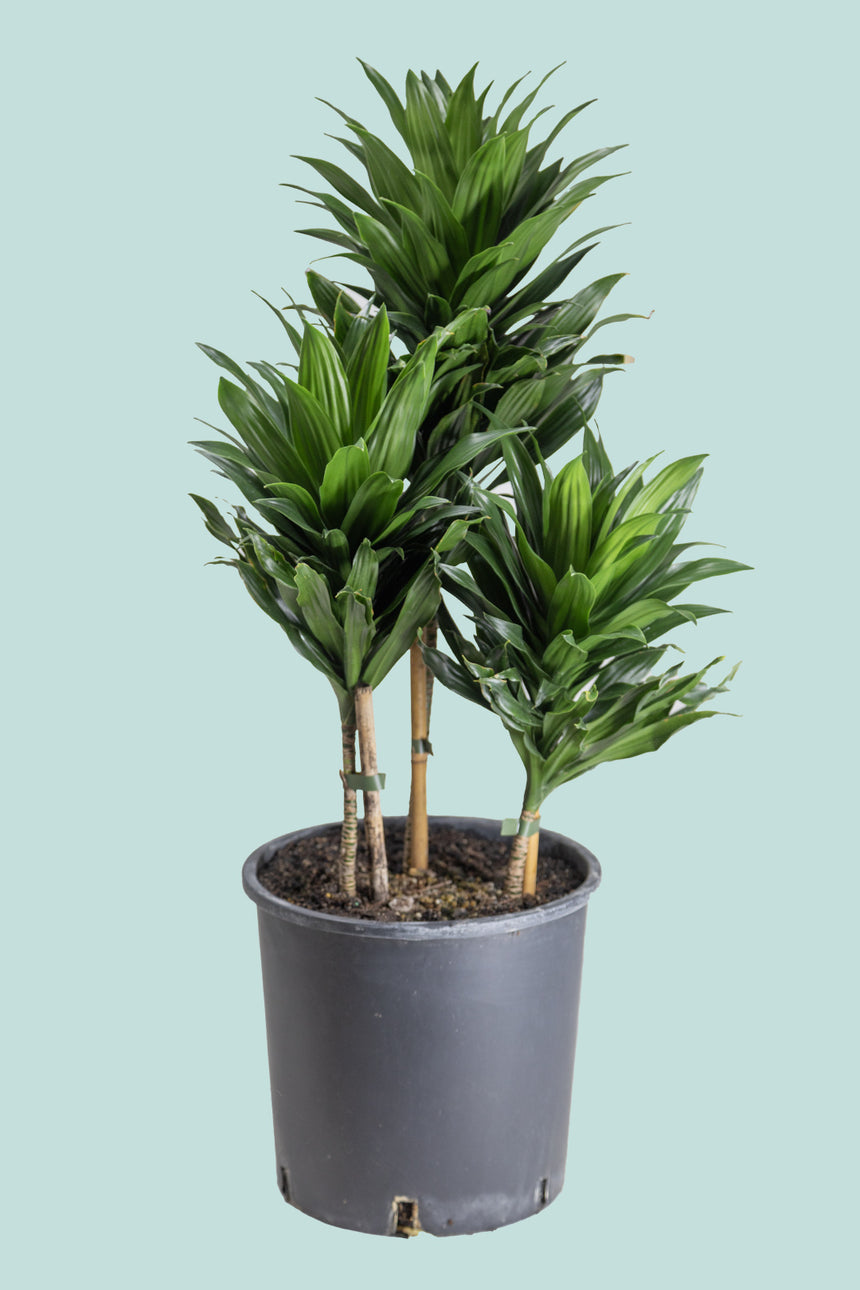 Janet Craig Compacta - Dracaena fragrans - 10L / 25cm / Large