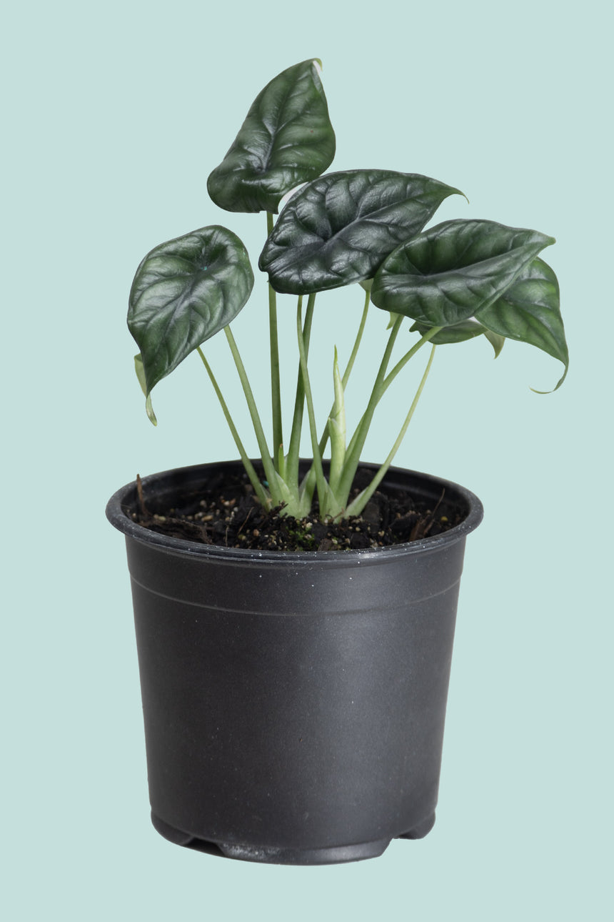 Alocasia baginda 'Dragon Scale'  - 1.3L / 14cm / Small