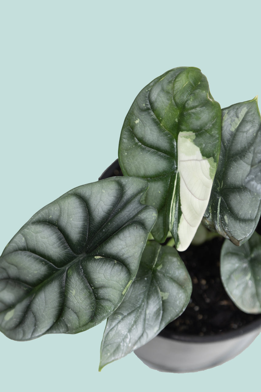 Variegated Alocasia Silver Dragon  - 1.3L / 14cm / Small
