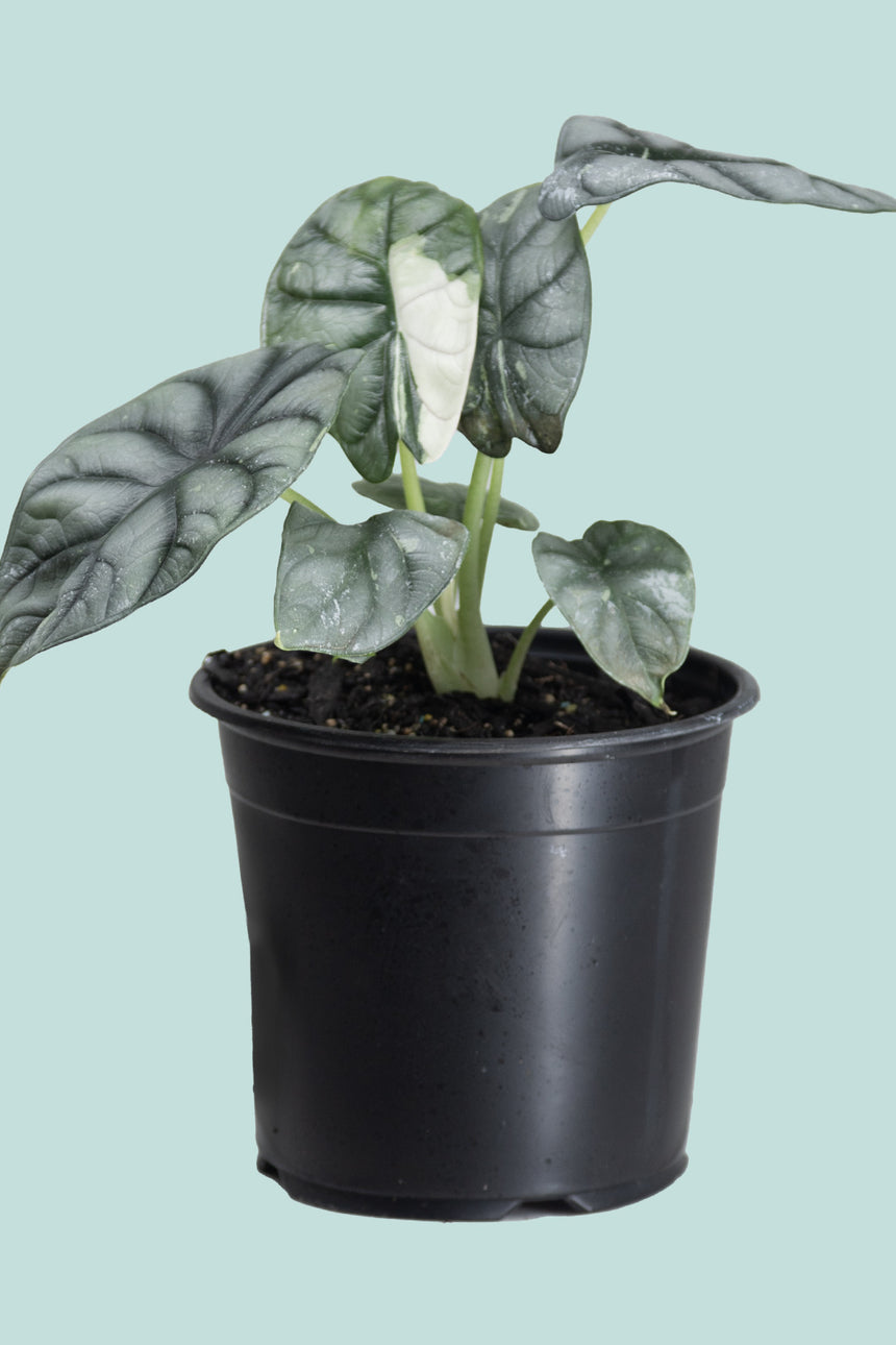 Variegated Alocasia Silver Dragon  - 1.3L / 14cm / Small